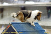 Lorra Lee's-Sagebrush Making Memories - agility - 2016-11-5 Lorra Lee's-Sagebrush Making Memories - agility - 2016-11-5