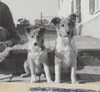 Kiloren Cover Girl Of Barwood - 3 months- puppy on left