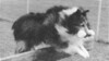 Badgerton Red Riot O'Carmylie - Sheltie Special Nov-Dec 1964