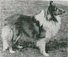 Summit's gold Dust - Shetland Special spring 1960