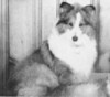 Beachcroft Bonanza Of Tobruk - Sheltie Special Jan-Feb 1964