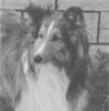 Teaberry Lane's Little Pecos - Sheltie Special Mar 1963