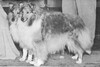 Ch Lindhurst Sarabande in front of Ch Harline's Golden Boy - Sheltie Special Jan-Feb 1966