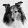 Thistlerose Sir Reginald