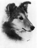 Lobo Dell Suzanne O'Wil-Wal
