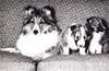 Robrovin Treasure O' Jubilee with pups Robrovin Treasure O' Jubilee with pups