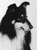 Apache Of Karelane