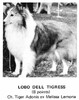Lobo Dell Tigress
