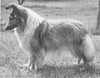 Crawford Rosette Of Flair - Sheltie Special Jan-Feb 1969