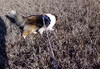 Lorra Lee Sagebrush Ingenuity tracking 11-27-2020